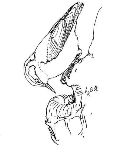 Red Breasted Nuthatch Coloring Page